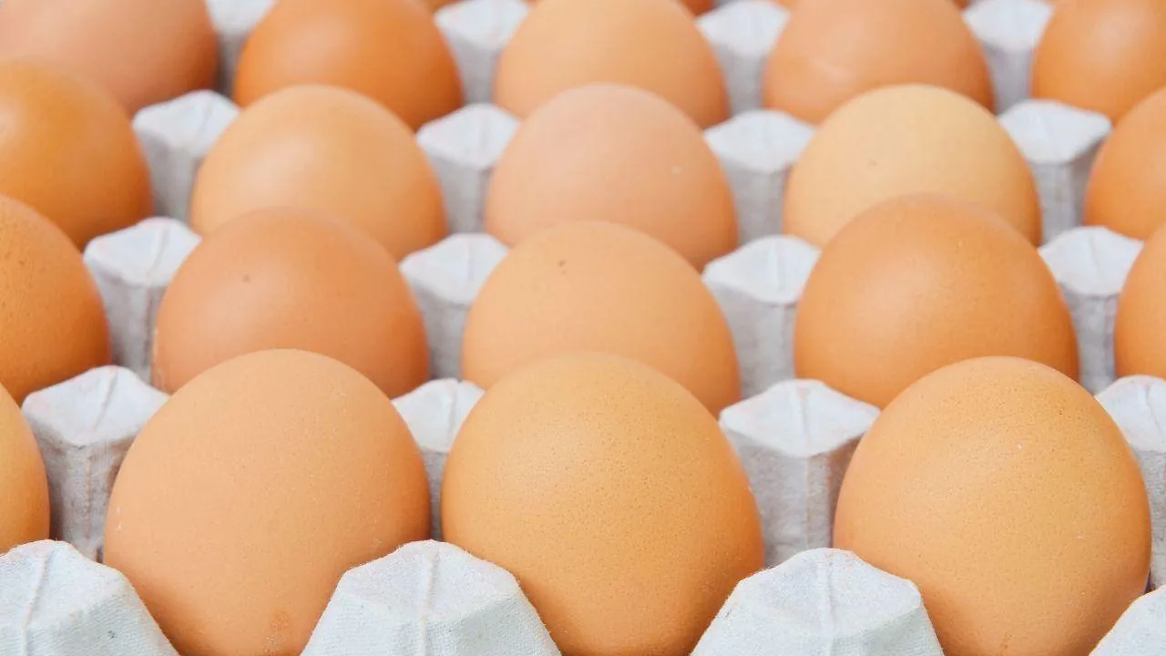 Salmonella, recall of fresh eggs from supermarkets: the lots involved
