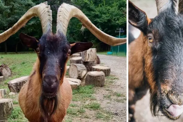 Killed and dismembered: Muschio had disappeared from the shelter in Tuscany and was found in a manhole