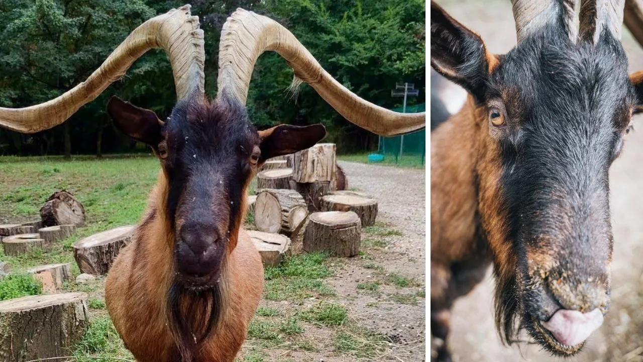 Killed and dismembered: Muschio had disappeared from the shelter in Tuscany and was found in a manhole