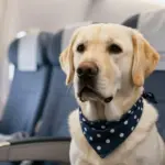 Ita Airways, from August 3 large dogs will be able to travel in the airplane cabin – How it works