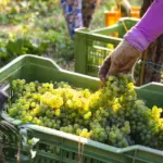 "Crazy" weather, early grape harvest: underway throughout Tuscany