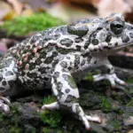 Buy a salad at the supermarket, but inside finds a live toad
