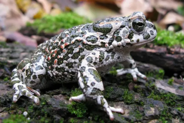 Buy a salad at the supermarket, but inside finds a live toad