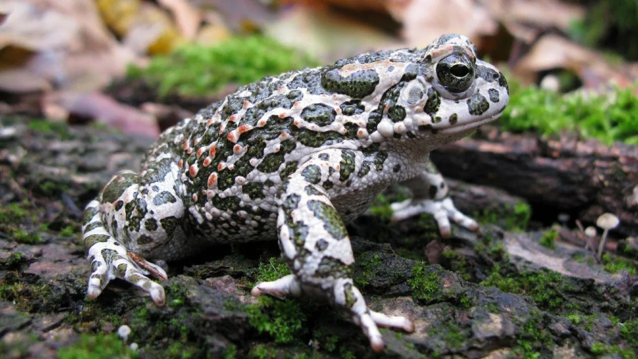 Buy a salad at the supermarket, but inside finds a live toad