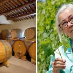 Harvest 2026, Cinelli Colombini: «Tropical season, but if you cultivate by listening to the vineyard: the climate can be a benefit» – Here’s what to expect